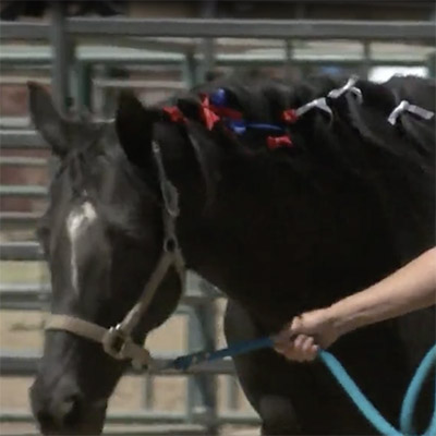 Horse organization puts on parade